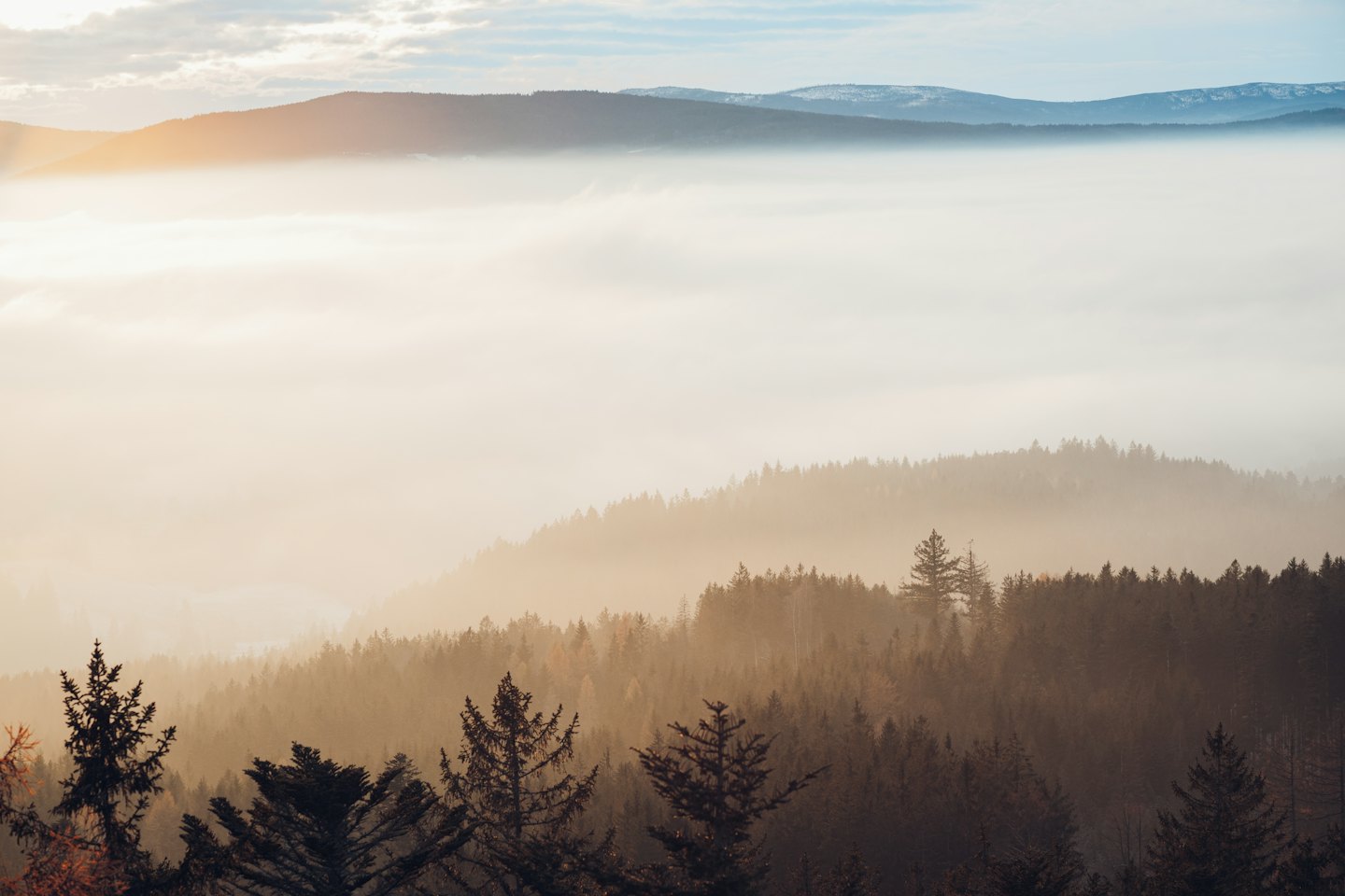 Sunlight shines through mist over a vast pine forest.